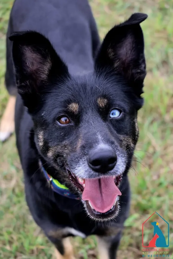 Pies do adopcji, Grudziądz, 28 lipca 2025 (3/5)