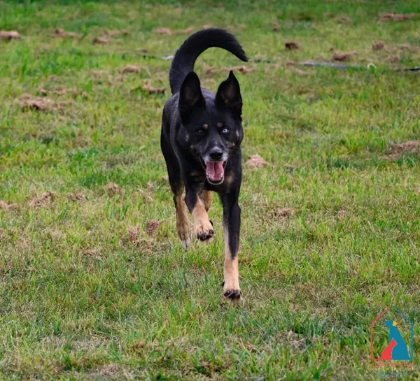 Pies do adopcji, Grudziądz, 28 lipca 2025 (4/5)