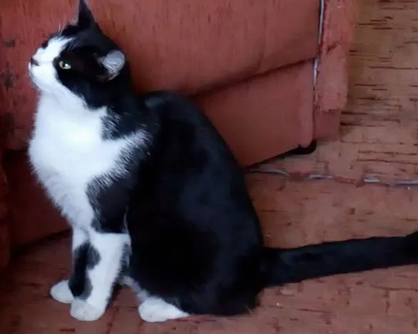 Zaginął kot, Dębogóra, 21 sierpnia 2025 (1/3)