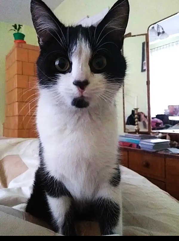 Zaginął kot, Dębogóra, 21 sierpnia 2025 (2/3)