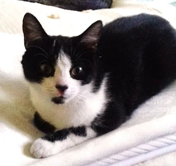 Zaginął kot, Dębogóra, 21 sierpnia 2025 (3/3)