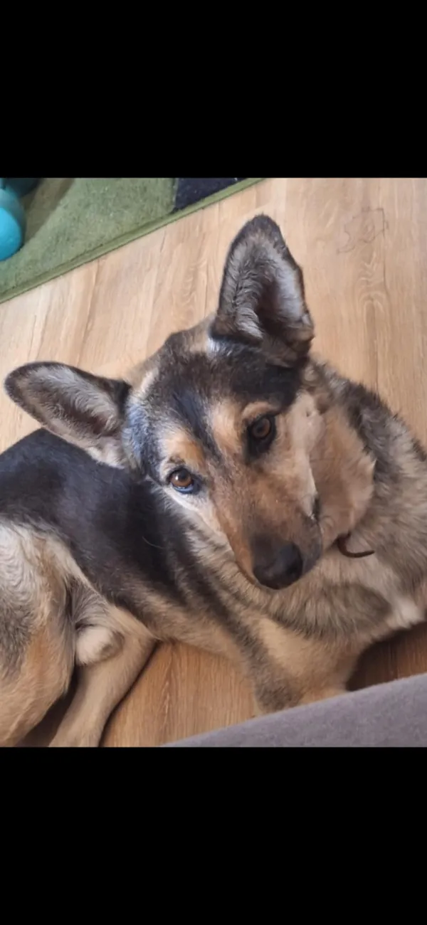 Zaginął pies, Kielce, Zalesie, 21 sierpnia 2025 (1/2)