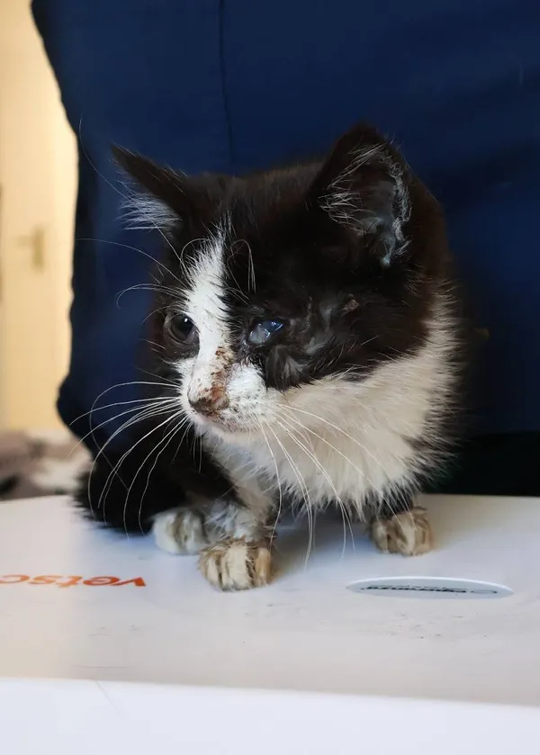 Znaleziono kota, Łódź, 20 sierpnia 2025 (1/5)