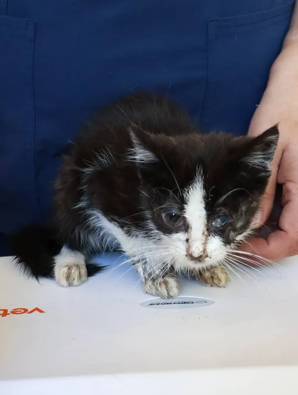 Znaleziono kota, Łódź, 20 sierpnia 2025 (2/5)