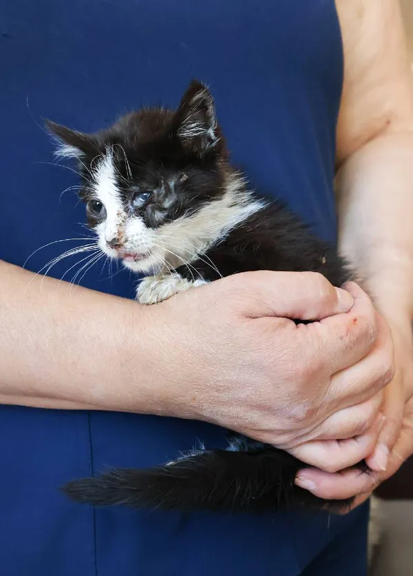 Znaleziono kota, Łódź, 20 sierpnia 2025 (3/5)