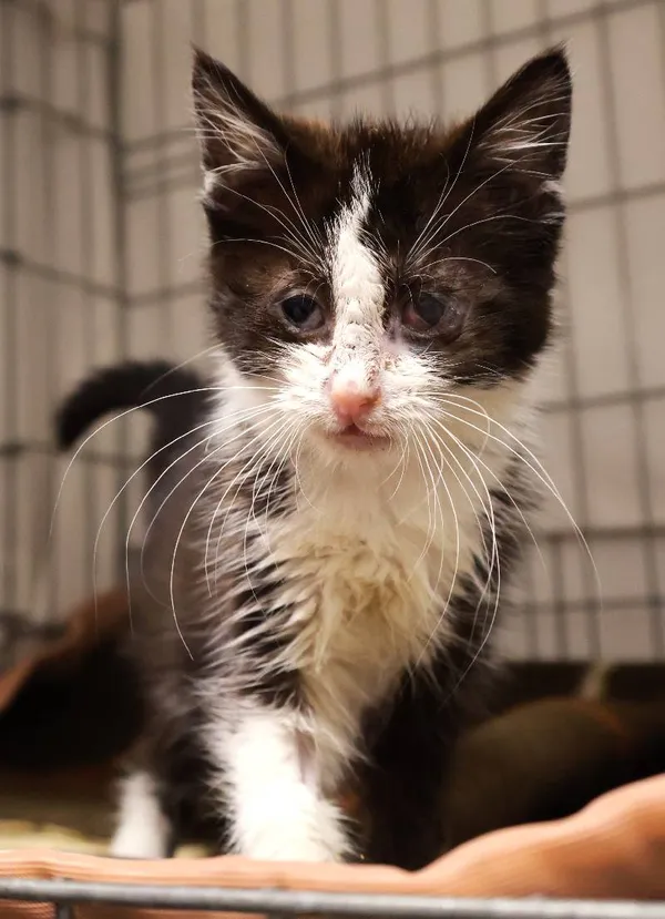 Znaleziono kota, Łódź, 20 sierpnia 2025 (4/5)