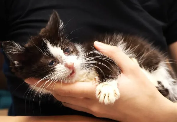 Znaleziono kota, Łódź, 20 sierpnia 2025 (5/5)