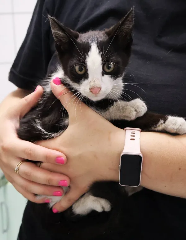 Znaleziono kota, Łódź, 20 sierpnia 2025 (1/5)