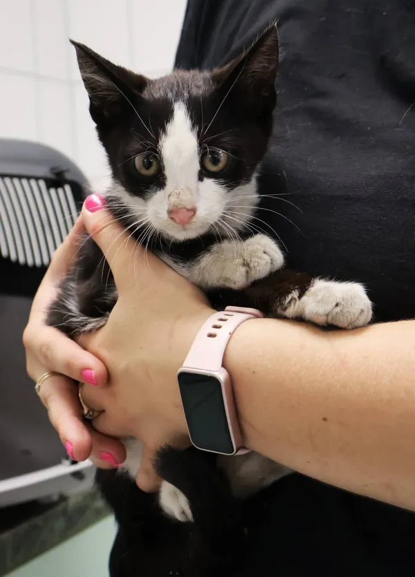 Znaleziono kota, Łódź, 20 sierpnia 2025 (2/5)