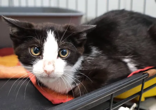 Znaleziono kota, Łódź, 20 sierpnia 2025 (5/5)