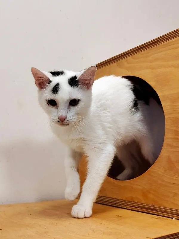 Kot do adopcji, Włocławek, 20 sierpnia 2025 (1/5)