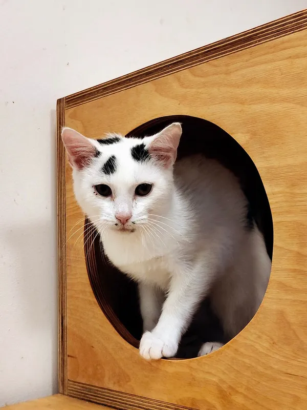 Kot do adopcji, Włocławek, 20 sierpnia 2025 (2/5)