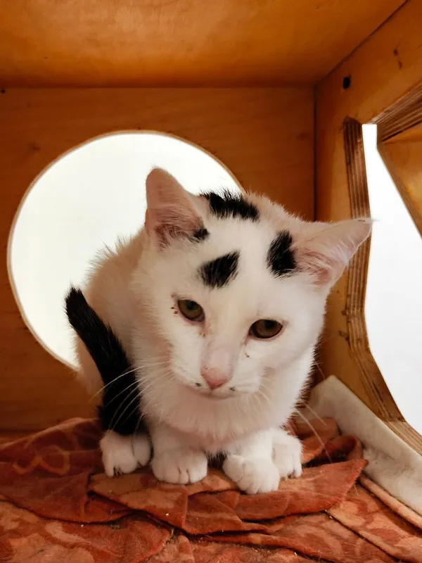 Kot do adopcji, Włocławek, 20 sierpnia 2025 (4/5)