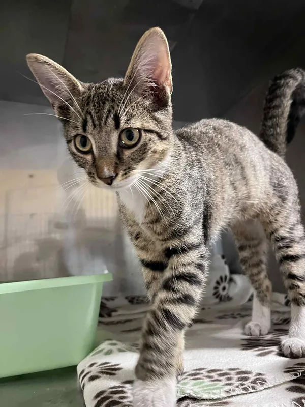 Kot do adopcji, Włocławek, 20 sierpnia 2025