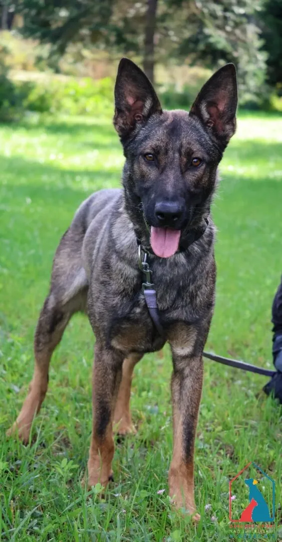 Pies do adopcji, Grudziądz, 6 sierpnia 2025 (1/5)