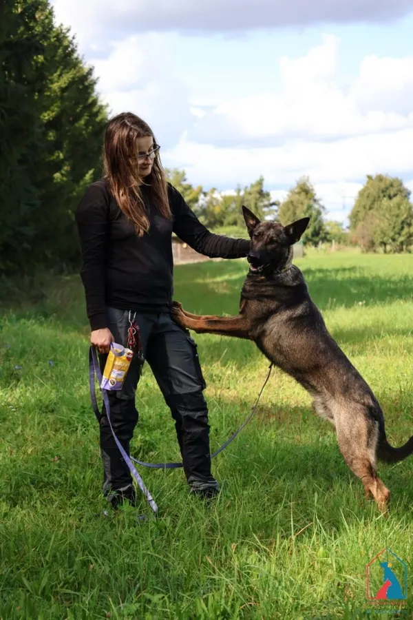 Pies do adopcji, Grudziądz, 6 sierpnia 2025 (3/5)