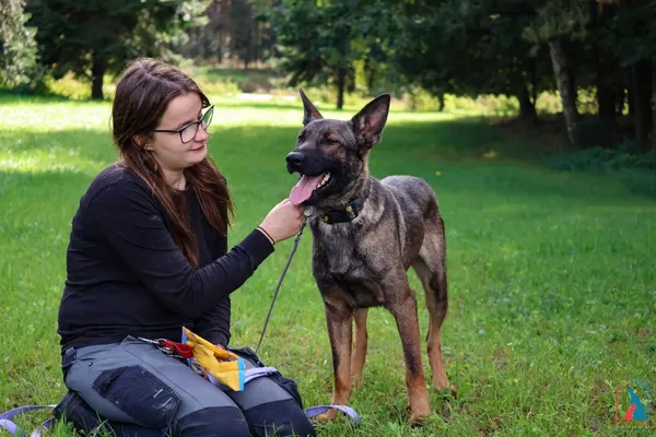Pies do adopcji, Grudziądz, 6 sierpnia 2025 (4/5)