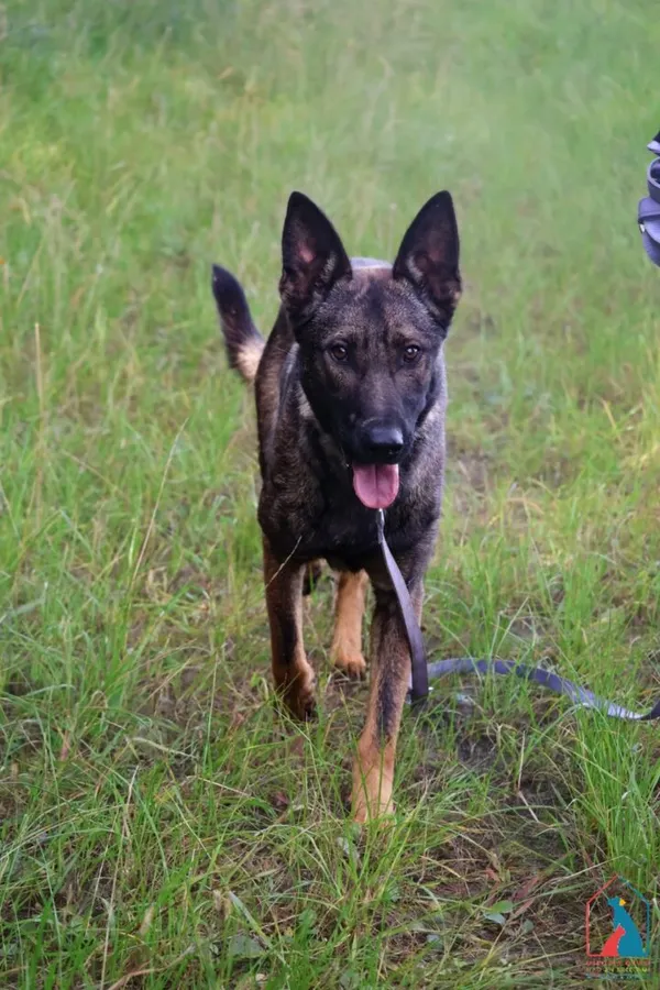 Pies do adopcji, Grudziądz, 6 sierpnia 2025 (5/5)