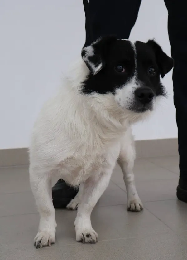 Znaleziono psa, Łódź, 21 sierpnia 2025 (1/4)