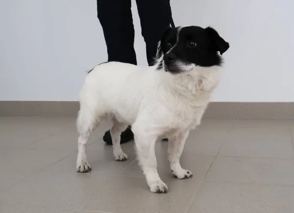 Znaleziono psa, Łódź, 21 sierpnia 2025 (2/4)