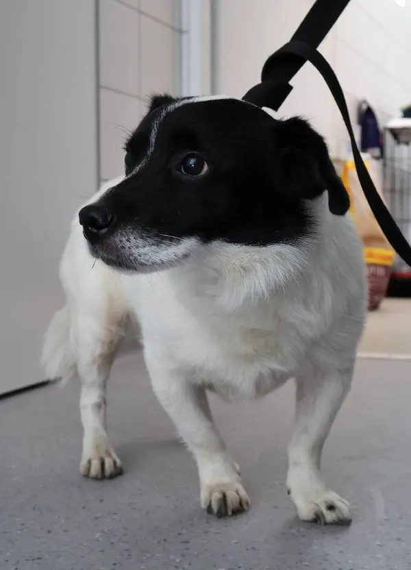 Znaleziono psa, Łódź, 21 sierpnia 2025 (3/4)