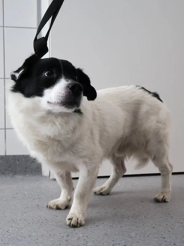 Znaleziono psa, Łódź, 21 sierpnia 2025 (4/4)