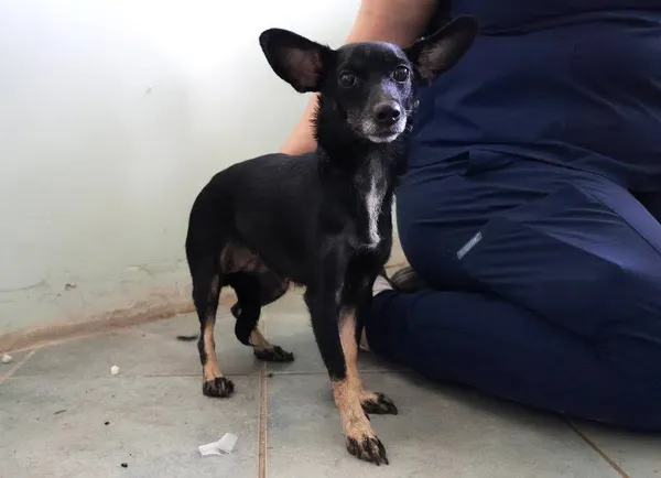 Znaleziono psa, Łódź, 20 sierpnia 2025 (1/5)