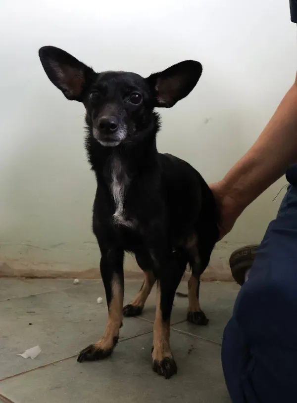 Znaleziono psa, Łódź, 20 sierpnia 2025 (3/5)