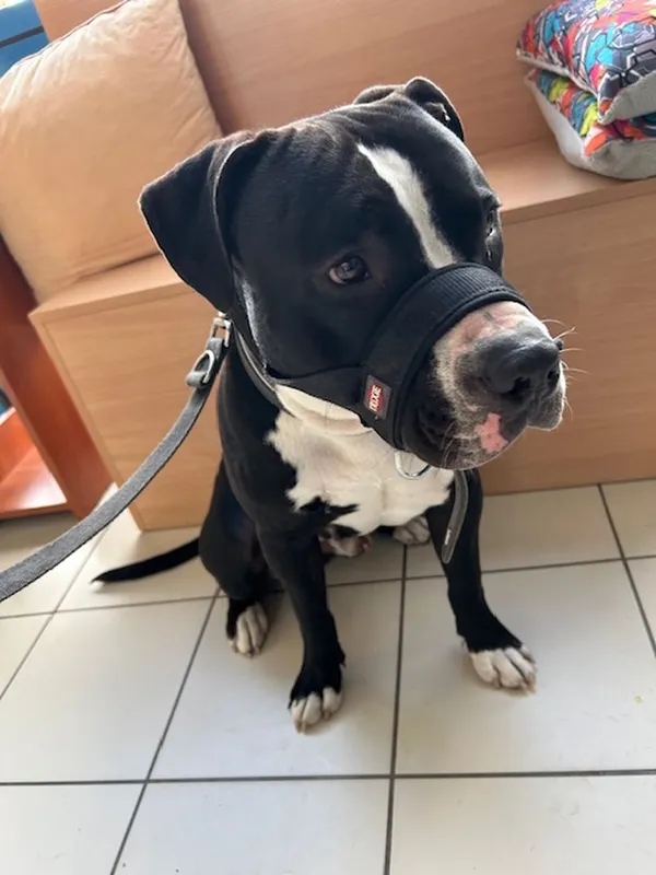 Znaleziono psa, Gdańsk, 21 sierpnia 2025