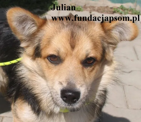Pies do adopcji, Nowy Dwór Mazowiecki, 21 sierpnia 2025 (1/5)