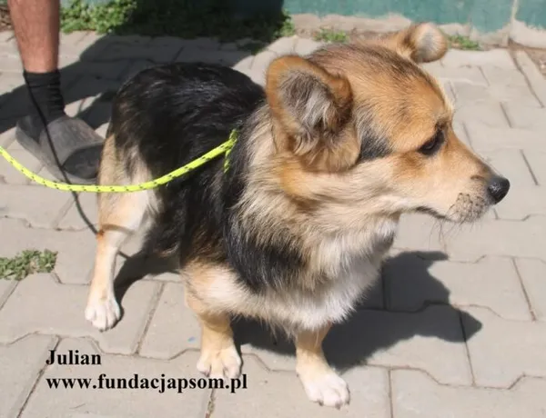 Pies do adopcji, Nowy Dwór Mazowiecki, 21 sierpnia 2025 (2/5)