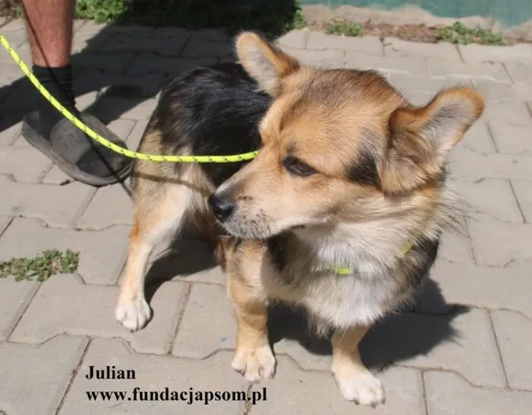 Pies do adopcji, Nowy Dwór Mazowiecki, 21 sierpnia 2025 (4/5)