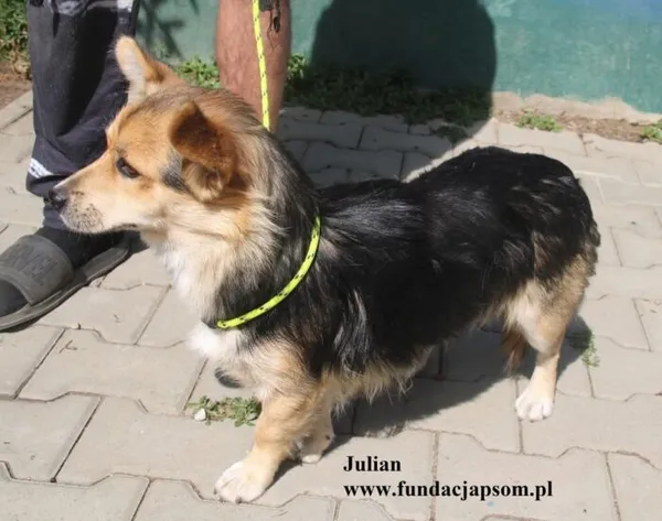 Pies do adopcji, Nowy Dwór Mazowiecki, 21 sierpnia 2025 (5/5)