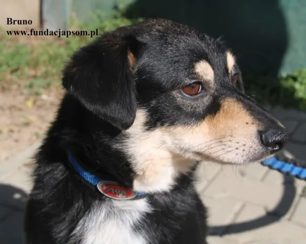 Pies do adopcji, Nowy Dwór Mazowiecki, 21 sierpnia 2025 (1/5)
