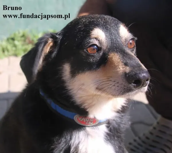 Pies do adopcji, Nowy Dwór Mazowiecki, 21 sierpnia 2025 (2/5)