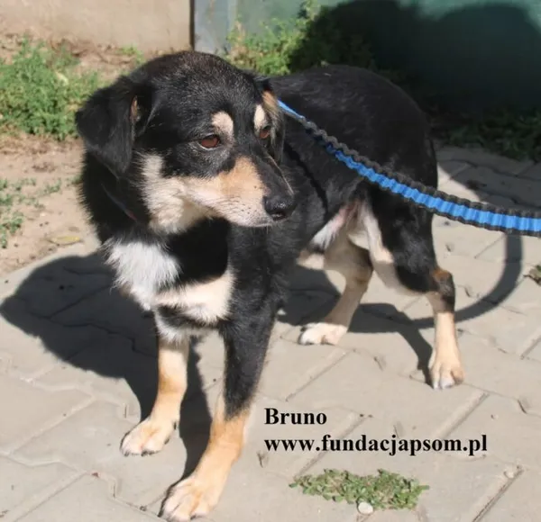 Pies do adopcji, Nowy Dwór Mazowiecki, 21 sierpnia 2025 (3/5)