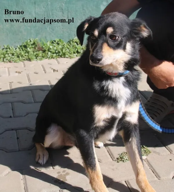 Pies do adopcji, Nowy Dwór Mazowiecki, 21 sierpnia 2025 (4/5)