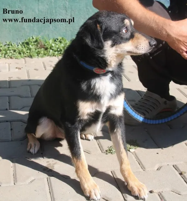 Pies do adopcji, Nowy Dwór Mazowiecki, 21 sierpnia 2025 (5/5)