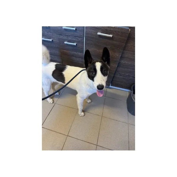 Znaleziono psa, Białystok, 22 sierpnia 2025