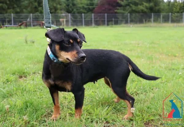 Pies do adopcji, Grudziądz, 27 lipca 2025