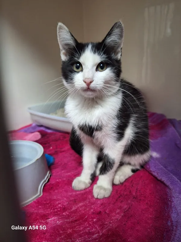 Kot do adopcji, Orzechowce, 21 sierpnia 2025 (1/5)