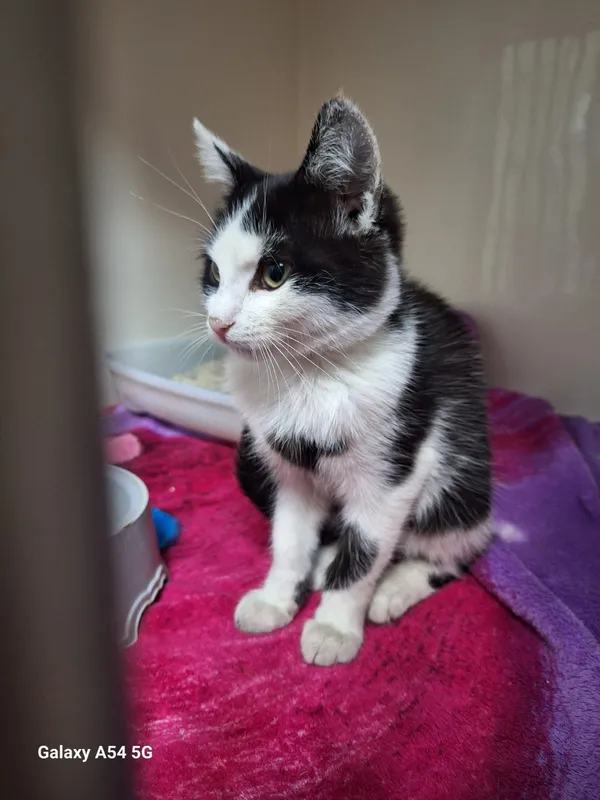 Kot do adopcji, Orzechowce, 21 sierpnia 2025 (2/5)