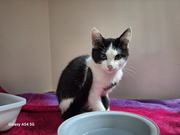 Kot do adopcji, Orzechowce, 21 sierpnia 2025 (4/5)