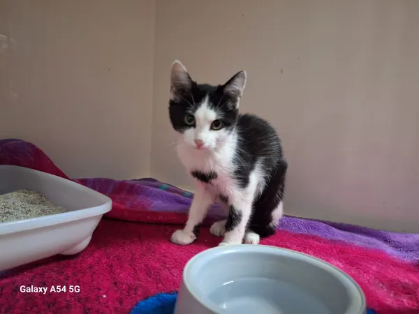 Kot do adopcji, Orzechowce, 21 sierpnia 2025 (5/5)