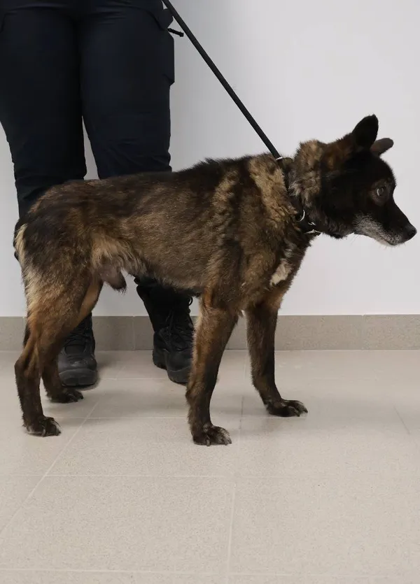 Znaleziono psa, Łódź, 22 sierpnia 2025 (1/3)