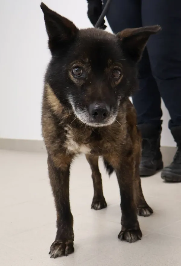 Znaleziono psa, Łódź, 22 sierpnia 2025 (2/3)