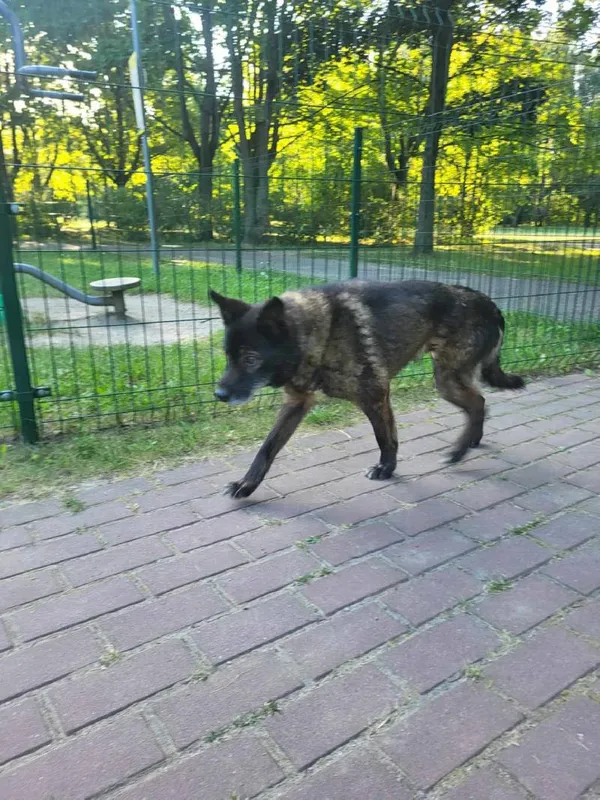 Znaleziono psa, Łódź, 22 sierpnia 2025 (3/3)