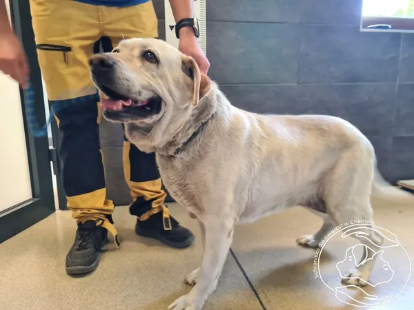 Znaleziono psa, Chełmek, 22 sierpnia 2025