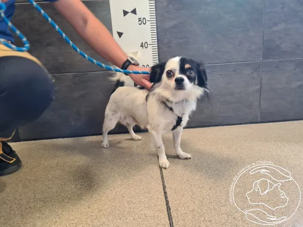 Znaleziono psa, Chełmek, 21 sierpnia 2025