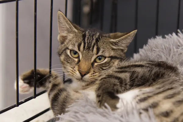 Kot do adopcji, Sosnowiec, 10 lipca 2025 (1/5)